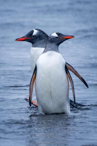 Gentoon Penguins, Deception Island, Antarctica.
